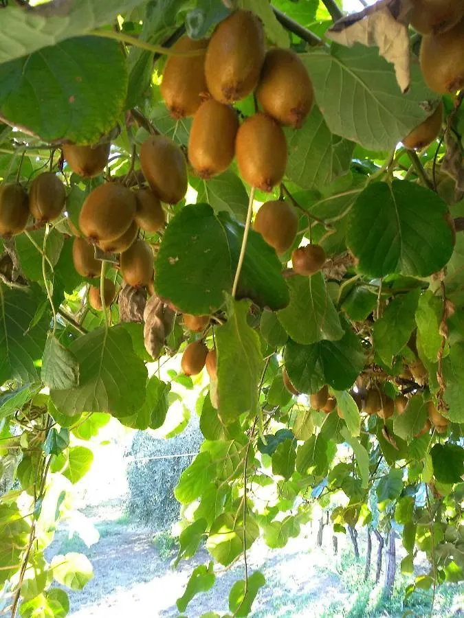 Appartamento Il Brolo Polpenazze del Garda